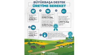 Büyükbaş Desteğinde Rekor Artış