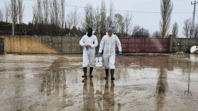 Suluova’da İthal Hayvanlara Sağlık Taraması