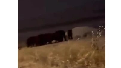Çorum’da Yaban Domuzları Şehir Merkezinde