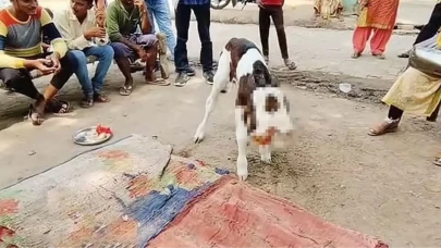 Çift Başlı Doğan Buzağı, Görenleri Şaşkına Çevirdi
