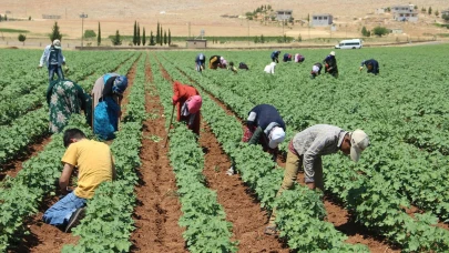 Merzifon’da Tarla Yevmiyeleri Belli Oldu!