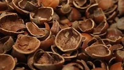 Rüyada Kabuk Görmek Ne Anlama Gelir? Rüyada Kabuk Görmenin Psikolojik ve Dini Yorumu