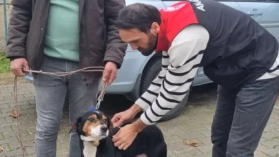 Hamamözü’nde Köpeklere Mikroçip Uygulaması Yapıldı
