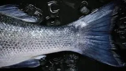 Balık Rüyası Kısmet mi, Haber mi?