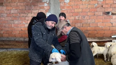 Merzifon’da Hayvanlara Kimliklendirme ve Aşılama