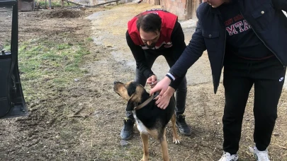 Kedi ve Köpekler Artık Kimlikli