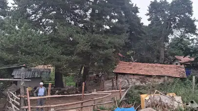 Amasya DSYB’den İl Genelinde Suni Tohumlama Çalışması
