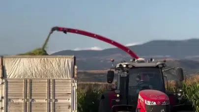 Amasya’da Mısır Hasadında Büyük Verim!