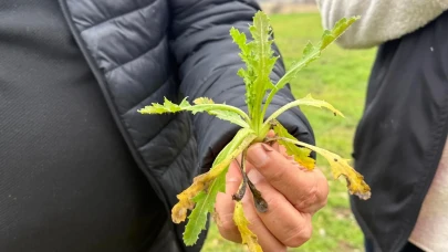 Amasya’da Fenolojik Gözlem Çalışmaları Sürüyor