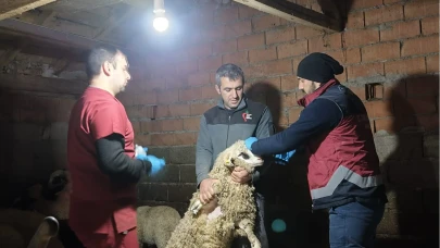 Taşova’da Küçükbaşlara Sağlık Seferberliği