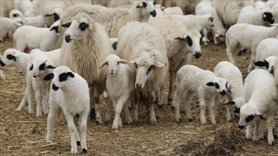 Rüyada Koyun Görmek Ne Anlama Gelir? İşte Rüyada Koyun Görmenin Yorumları