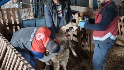 Amasya’da Hayvanlar Kayıt Altına Alınıyor