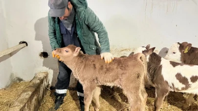 Amasya'da Suni Tohumlama Başarı Getirdi