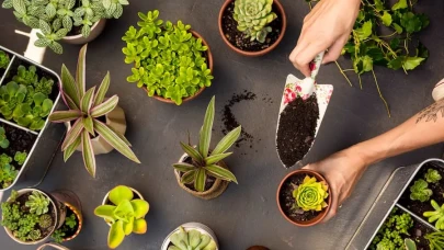 Evde Çiçek Bakımı Nasıl Yapılır? Sağlıklı Bitkiler İçin Bilmeniz Gerekenler