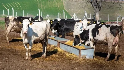Amasya’da “Köyümde Yaşamak İçin Bir Sürü Nedenim Var” Projesi