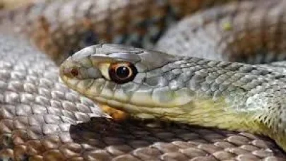 Rüyada Yılan Görmek Ne Anlama Gelir? Korku mu Uyarı mı? İşte Detaylar