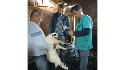 Amasya’da Küçükbaş Hayvancılığa Destek!