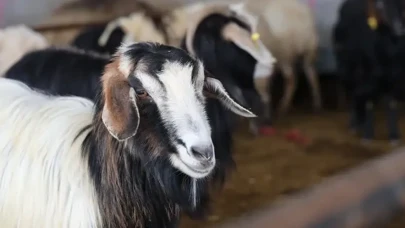 Vekaletle Kurban Kesim Bedelleri Açıklandı