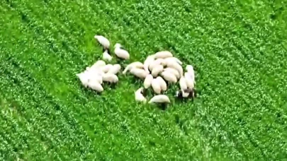 Amasya’da Kayıp Koyunları AFAD’ın Dronu Buldu