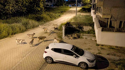 Mahallede Köpek Alarmı!