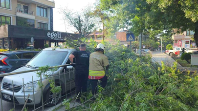 Ağacın Altında Kalan Araca Ceza Şoku