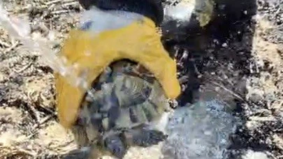 Yangında Mahsur Kalan Kaplumbağayı İtfaiye Kurtardı