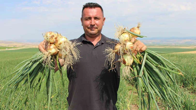 Amasya’da soğan bir bardak çaydan bile ucuz