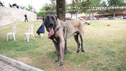 Çorum’da Türk çoban köpekleri görücüye çıktı