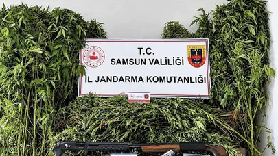 Jandarmadan Operasyon: 756 Kök Kenevir Ele Geçirildi