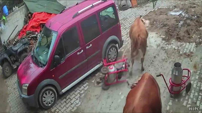 Amasya’da Boğa Sağım Makinesini Kaçırdı!