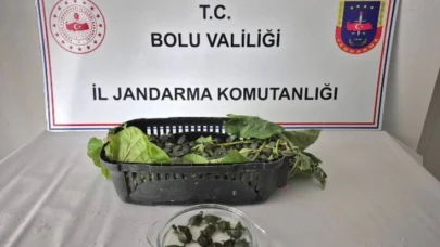 Yolcu otobüsünde 500 yasaklı su kaplumbağası ele geçirildi