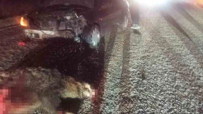 Domuza çarpan otomobil hurdaya döndü: 1 yaralı