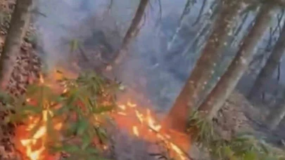 Ormanlık alanda örtü yangını