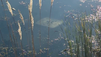 Ehliyetsiz sürücü araçla gölete düştü