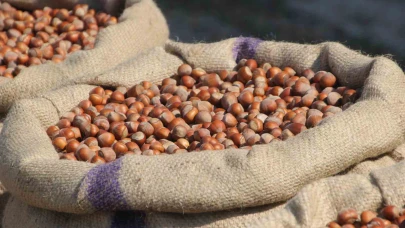 Fındık üreticilerinden Ferrero’ya "manipülasyon" tepkisi: "Amaç üreticiyi panikletip ucuza fındık almak"