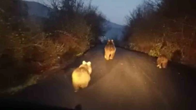 Anne ayı ve yavruları kamerada