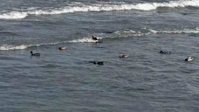 Yaban ördekleri şöleni: 11 kuşluk sürü görüntülendi