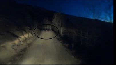 Gece motosikletin önünde koşan iki ayı görüntülendi
