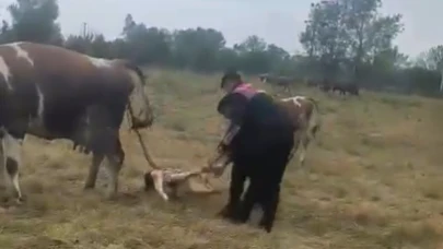 Büyükbaş hayvanın doğumunu jandarma yaptırdı