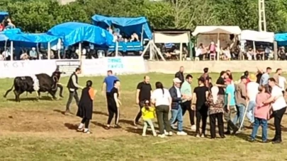 Şampiyon boğa sahibini yaraladı
