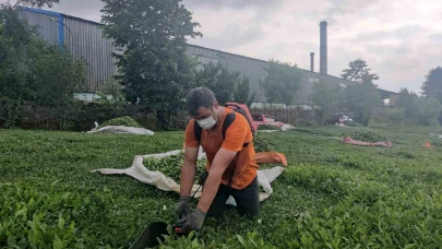 Çay fabrikasının bacasından çıkan kömür tozları çay bahçelerine yağıyor