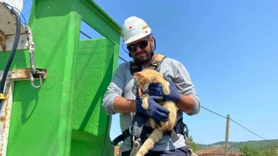 Elektrik direğinde mahsur kalan kedi kurtarıldı