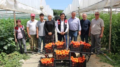 ‘Küçük Antalya’ Amasya’da domates hasadı başladı