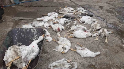 26 Kaz Yan Yana Yaşamını Yitirdi!