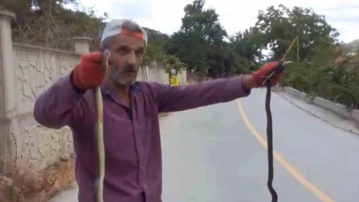 Yılanları elleriyle yakaladı