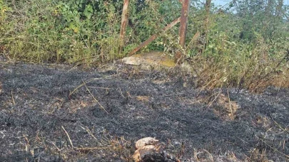 Yüksek gerilim hattına konan kuş yangına neden oldu