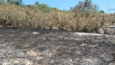 Tırpan motoru fındık bahçesini yaktı