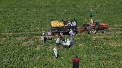 Kadın işçiler ekmek parasını topraktan çıkarıyor