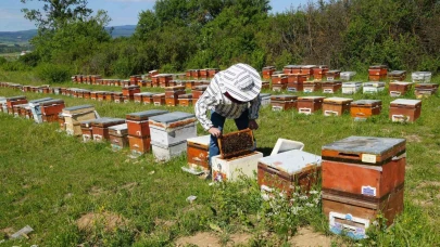 Kestane balında üretim sezonu sona erdi: Rekolte her yıl azalıyor