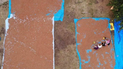 Fındık üreticilerinin zorlu kurutma ve seçme mesaisi